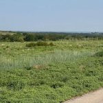 972-San-Jacinto,-Aledo,-TX-76008-1