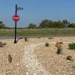 A stop sign on a street corner in Aledo, 76008, stands next to a path of white gravel and small rocks, surrounded by sparse desert plants and grass, under a clear blue sky.