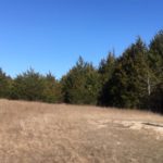 A dry grassy field bordered by evergreen trees under a clear blue sky. On the right side, there is a black cylindrical object on three metal legs, possibly a feeder.