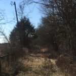 A sunlit, overgrown path runs through leafless trees and brush. A wooden fence is visible on the left, and the sky is clear and blue, casting shadows across the scene.