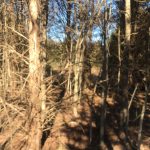 A forest scene with numerous thin, leafless trees casting shadows on the ground. Sunlight filters through the branches, and the forest floor is covered in brown leaves and pine needles.
