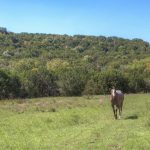 Three horses stand on a grassy field with dense green trees and a hill in the background under a clear blue sky.