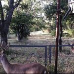 Two deer with antlers stand near a fence in a grassy, wooded area. A metal feeder hangs on a pole to the right. Sunlight filters through the trees, casting shadows on the ground.