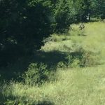 A grassy clearing bordered by tall green trees, with a deer standing in the distance near the center of the image under a sunny blue sky.