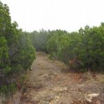 A narrow dirt path winds through dense green shrubs and small trees under an overcast sky, with patches of dry grass and scattered stones along the ground.