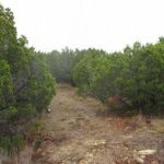 A narrow dirt path cuts through dense green shrubbery and small trees on a cloudy day, with dry grass and rocks scattered along the ground.