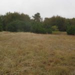 A grassy, open field with dry, yellowish-brown grass, bordered by dense green trees under an overcast, gray sky.