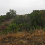 A landscape with dry grass in the foreground, dense green bushes and trees in the background, and a small body of water to the left under an overcast sky.