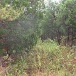 Dense green vegetation and shrubs growing in a forested area with tall trees in the background. The scene looks wild and overgrown, with sunlight filtering through the foliage.