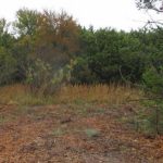 A clearing in a forested area with dry grass, scattered brush, and a few trees in the background under an overcast sky.