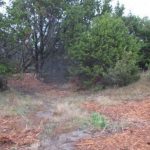 A narrow dirt path leads into a wooded area with dense, green shrubs and trees. The ground beside the path is covered with dry, brown mulch and sparse grass.