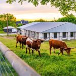 Four longhorn cattle graze on green grass near a metal fence in front of a large barn and several houses, with trees and a sunset sky in the background.