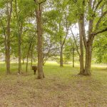 A grassy clearing in a wooded area with tall, leafy trees and scattered sunlight. A small metal box, possibly a grill or utility box, is seen among the trees. The ground is covered with leaves and grass.