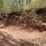 A dry, sandy creek bed curves through a wooded area with steep, eroded soil banks. Sparse vegetation grows on the banks and forest trees with green leaves surround the scene. Sunlight filters through the branches.