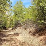 A dirt path winds through a forest with green trees and shrubs on both sides under a bright blue sky. Sunlight filters through the leaves, casting shadows on the ground.