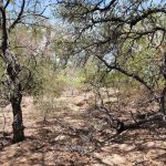 Sparse woodland with scattered trees and dry, patchy ground covered in fallen leaves and twigs under a bright blue sky. Some tree branches are leaning and twisted, casting dappled shadows on the forest floor.