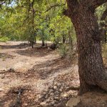 A large tree with a thick, curving trunk stands in a dry, lightly wooded area with scattered leaves, patches of grass, and sunlight filtering through the green foliage.