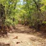 A dry, rocky dirt path winds through a forest with lush green trees and dappled sunlight filtering through the leaves. The ground is covered with fallen leaves and small rocks.