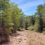 A dry, rocky creek bed winds through a forest with dense green trees under a bright blue sky on a sunny day.