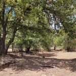 A sunlit forest scene with tall, leafy trees casting shadow on dry, bare ground. Bushes and rocks are scattered around, and blue sky is visible through the branches.