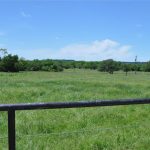 A wide, grassy field with scattered trees under a clear blue sky, viewed from behind a metal fence in the foreground.