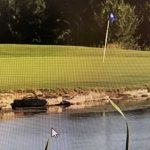 A golf green with a blue flag on the hole is seen across a pond with tall grass in the foreground and dense trees in the background.