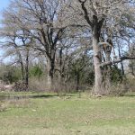 A grassy field with scattered fallen branches, bordered by large leafless trees and dense shrubs under a clear blue sky.
