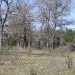 A sparse woodland with leafless trees, some green shrubs, and patches of grass under a clear blue sky. The scene looks dry, with scattered branches and twigs on the ground.