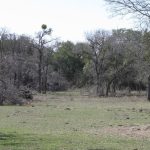 A grassy clearing with sparse patches of grass and bare dirt, surrounded by leafless and partially leafed trees under a bright sky, suggesting early spring or late winter.
