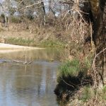 A calm river curves through a natural landscape with grassy banks and leafless trees, some with exposed roots. A fallen branch lies partly submerged in the water under a clear sky.