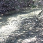 A shallow, clear creek runs through a shaded, wooded area. Sunlight filters through the trees, creating dappled shadows on the water. A black and white dog’s face appears in the lower right corner of the image.