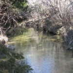 A shallow creek flows gently between banks lined with dry brush and bare trees under daylight, with some green foliage visible on the left side.