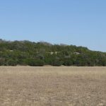 A flat, dry grassy field stretches across the foreground with a line of dense trees and low hills in the background under a clear blue sky.