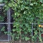 A chain-link gate partially covered with dense green vines and leaves, next to a light-colored building. Some yellow flowers are visible among the foliage.