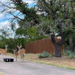 Two deer stand on a paved driveway near two black feeding trays, surrounded by grass, trees, and agave plants. A wooden fence runs behind them under a partly cloudy sky.