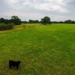 A single black cow stands in a vast, green grassy field under a cloudy sky, surrounded by trees along the edges of the pasture on County Road 419 near De Leon TX.