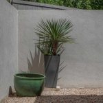 A tall, spiky plant in a gray rectangular pot stands against a plain light gray wall in a gravel courtyard. A large empty green round pot sits nearby on the ground.