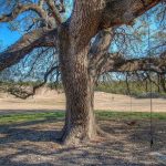 A large oak tree with wide, sprawling branches stands in a sunny field. A wooden swing hangs from one of the branches. The grass around the tree is patchy, and trees border the field in the background.