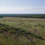 A wide, open grassy field with scattered bushes and trees, bordered by a dense forest in the distance under a clear sky. A small structure stands alone near the right side of the image.