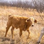 A light brown calf stands in a dry, grassy field at the Historic S&S Ranch near the hind legs of an adult cow, with leafless shrubs and a hazy sky in the background.