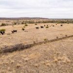 A herd of black cattle grazes on dry, grassy land bordered by a long, old stone wall under a cloudy sky at the wide, open landscape of the historic S&S Ranch.